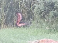 06.skunk - 05.34am.webp