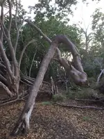 arbol a.webp
