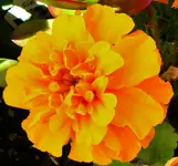 DSCN0329.webp