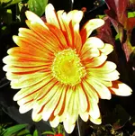 DSCN0331.webp