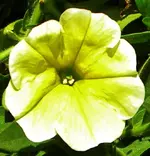 DSCN0336.webp