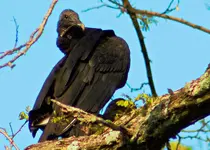 Turkey Vulture.webp