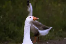 K1600_Goose Eyes-01.webp