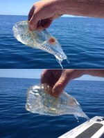 transparentshrimpfish.jpg