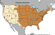 snapping turtle range.webp