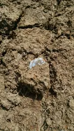 Cob in dirt.webp