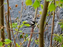 DSCN1272.webp