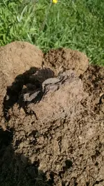 KG in dirt.webp