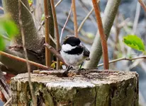 DSCN1274.webp