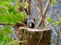 DSCN1273.webp