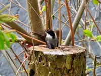 DSCN1268.webp