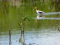 wetlands 1.webp