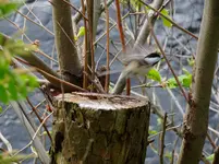 DSCN1277.webp