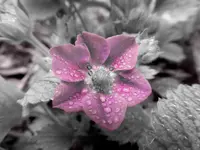strawberry blossem.webp