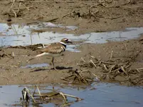 wetlands 2.webp