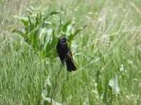 wetlands 3.webp