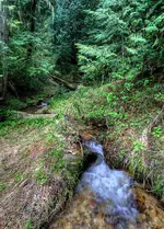foreststream.webp