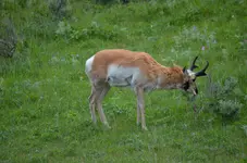 Antalope1.webp Antalope1.webp