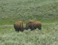 buffalo.webp