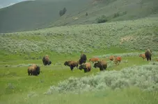 Buffalo4.webp