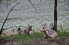 Yellowstone goats.jpg