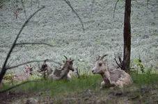 Yellowstone goats.webp