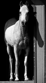 Dapple in Shadow.webp