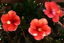 061416 2.webp