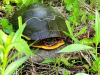 DSCN1729.webp