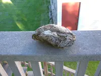 DSCF1617.webp