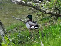 DSCN1742.webp