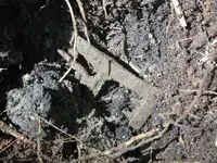 Intact shoe buckle 6 24 16 055.webp