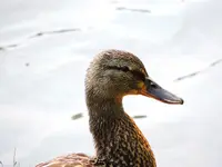 DSCN1761.webp