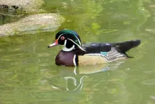 sd trip zoo 1.webp