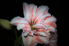 DSC_0158.webp