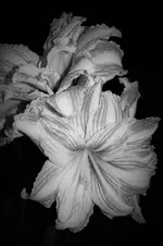DSC_0159.webp