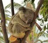 sd trip zoo 5.webp