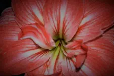DSC_0161.webp