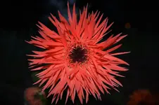 DSC_0167.webp