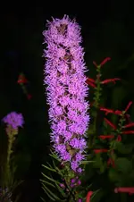 DSC_0172.webp
