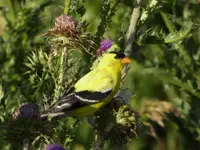 gold finch 2.webp