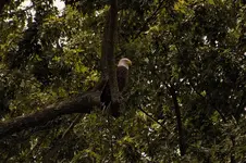 Eagle.webp