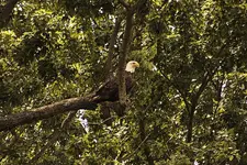 Eagle3.webp