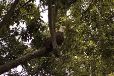 Eagle4.webp