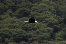 Flying Eagle.webp