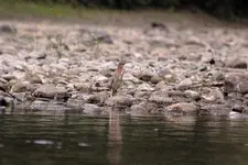 Green Heron.webp
