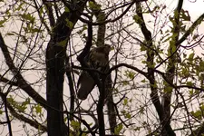 Red Tailed Hawk.webp
