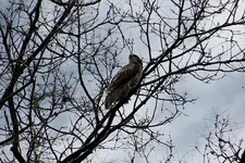 Red Tailed Hawk2.webp
