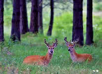 2buck3200.webp