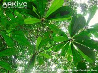 Moabi-leaves-underside.jpg